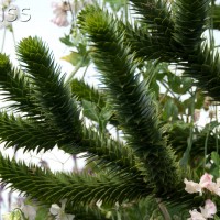 Monkey Puzzle